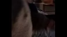 تشغيل Outflankchampion bopjob